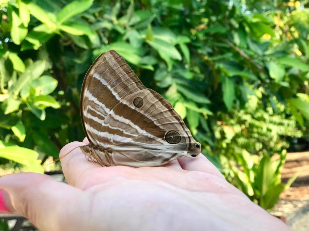 House @Bohol Garden Homes パングラオ エクステリア 写真